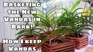 Transferring New Vanda Orchids from Bare Root to Baskets with Bark No More Daily Soaks [upl. by Nidroj]