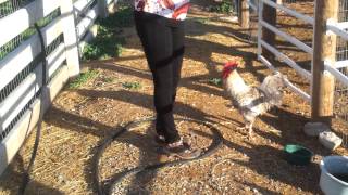 Rooster Attacks Woman [upl. by Liahkim759]