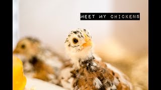 Meet my chickens  Träffa mina höns [upl. by Arracahs939]