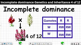 Incomplete dominance Genetics and Inheritance Grade 12 Life Sciences 4 of 12 [upl. by Cigam]