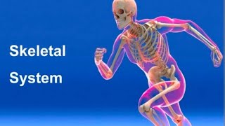 Human Skeletal System  Total Bones In Human body [upl. by Ventre]