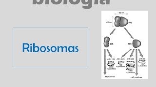 Ribosomas [upl. by Naraj595]