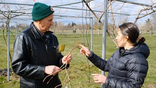 How to Train and Prune Kiwis wNWFRUIT [upl. by Idnak]