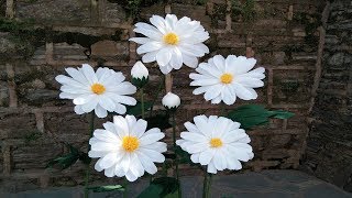 How To Make Giant Large Marguerite Daisy Paper FlowersWedding Home decoration Craft Tutorial [upl. by Danika943]