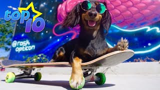 TOP 10 Skateboarding Dogs [upl. by Biel]