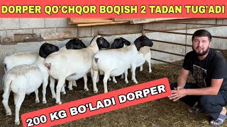 200 KG BOLADIGON DORPER BOGOZLARI VA QOCHQORLARI [upl. by Herzel385]