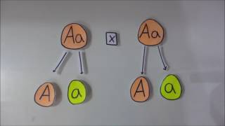 2da Ley de Mendel  Ley de la Segregación [upl. by Gemini155]