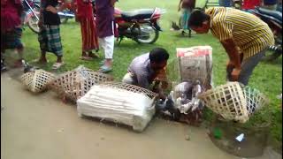 kobutor hat 2024  bangladesh pigeon market kobutor hat [upl. by Diley866]