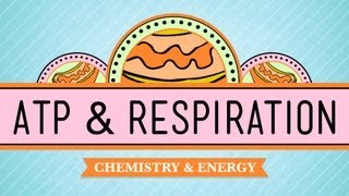 ATP amp Respiration Crash Course Biology 7 [upl. by Petit]