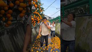 Poor Orange Seller 😞 shorts ytshorts orange [upl. by Treb]