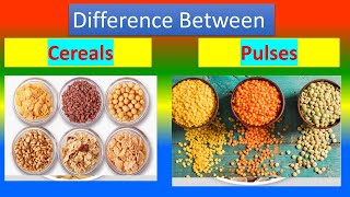 Difference between Cereals and Pulses [upl. by Akceber]