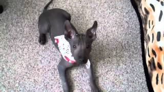 Xoloitzcuintli Puppy [upl. by Rairb]