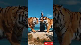 A Man and Giant Tigers A Tropical Tale animals animaladventure [upl. by Ranson]