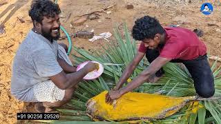 மண்ணுக்குள் புதைத்து வைத்து செய்யப்பட்ட பட்டறை கருவாடு 20 கிலோ பாறை மீன் [upl. by Anaitsirc]