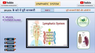 Lymphatic system lecture 3  Spleen  Thymus  Anatomy an physiology [upl. by Egan]