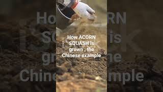 how ACORN squash is grown the Chinese example [upl. by Nelson701]