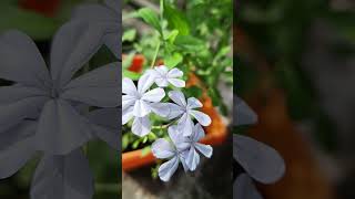 Plumbago flowerplumbago plant youtubeshorts floweringplant [upl. by Yelak932]