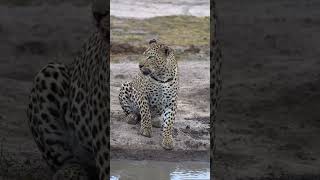 Incredible Leopard sighting at Serengeti National Park shorts [upl. by Kessler473]