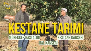 Kestane Tarımı Nasıl Yapılır Mürekkep Hastalığı  Kestane Kanseri  Dal Kanseri  Maksat Üretmek [upl. by Aisatsana]