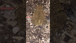 Frogs go out for food 🐸 animals nature shortvideo toad snail sanvlog youtube shorts [upl. by Anikram]