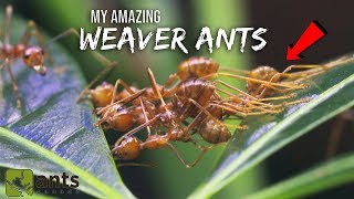 My Amazing WEAVER ANTS  The Coolest Ants You Ever Did See [upl. by Enyaj886]