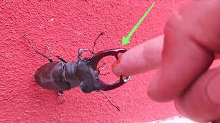 PINCHED by a giant STAG BEETLE 🫳🪳😱 [upl. by Koral]