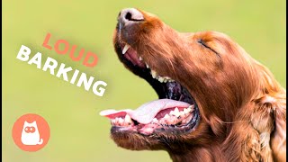 Dogs BARKING LOUD Compilation 🐶🔊 See How Your DOG REACTS [upl. by Wachtel]