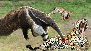 Giant Anteater Becomes Jaguars Fear After the Attack What Makes Jaguar Run From Giant Anteater [upl. by Adnylem972]