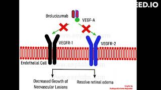 Brolucizumab mode of action [upl. by Nikolas]