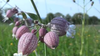 Wildblumenwiese beim Golfplatz Bruchsal [upl. by Vander376]