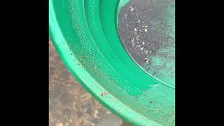 Gold Panning Yahoola Creek in Georgia [upl. by Jelks]