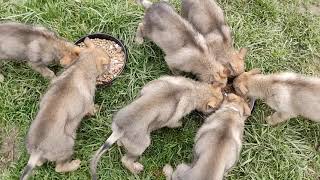 Czechoslovakian Wolfdog quotKuryak of Stellaburgquot  Litter quotAquot 55 days old [upl. by Ayyidas894]