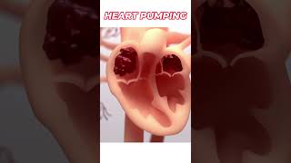 3D Heart Animation  Pumping Heart Visualized in 3D  Medical Animation [upl. by Kleon872]