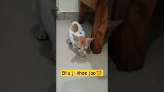 😄Bilu ji ki video viral🤩trending viralvideo catcomedy status foryou [upl. by Maharg]