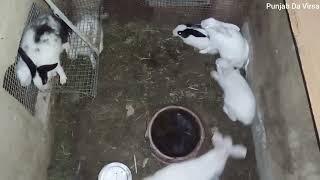 Rabbits fighting each other Aggressive mood of Rabbits Rabbits are angry😡 [upl. by Aicatsan206]