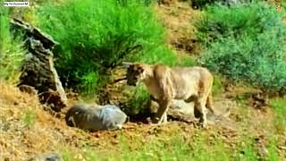 badger vs cougar porsuk puma texugo blaireau couguar luak tante puma пума girang borsiq [upl. by Hort]