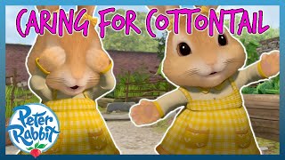 OfficialPeterRabbit  🐰🥰 Caring of Cottontail 🥰🐰  COTTONTAIL  Cartoons for Kids [upl. by Jabon998]