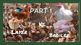 BROILERS CHICKEN VS LAYERS CHICKEN FARMING WHICH IS BEST FOR YOU LETS FIND OUT [upl. by Jennie]