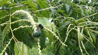 Black Flower Chafers amp Green Flower Chafers Buzzing around Flowers of Japanese Chestnut [upl. by Mackintosh]