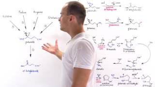 Metabolism of Amino Acids to Ketoglutarate [upl. by Namyw343]