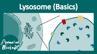 Lysosome structure and function  Lysosomal function  Lysosomal enzymes  cell bio [upl. by Borszcz]