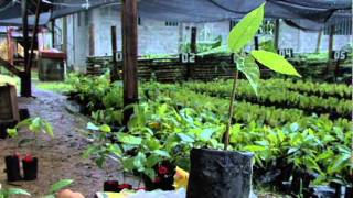 Grafts Rooted Cuttings and Air Layering of Cacao [upl. by Osei]