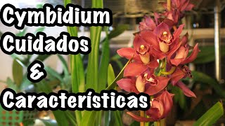 Cymbidium Cuidados y Características [upl. by Wichman]