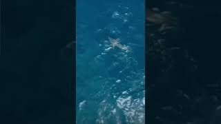 Orca  Killer Whale Takes Out Giant Great White Shark  plus slow motion  Amazing [upl. by Lee]