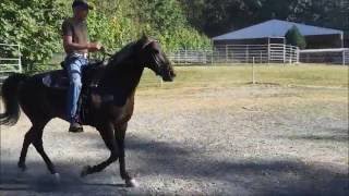 Gaited Kentucky Mountain Horse For Sale  Hooch [upl. by Miguelita]