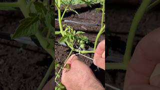 Cosecha más TOMATES sin Podar las Plantas [upl. by Yaner]