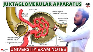 05 Juxtaglomerular Apparatus 3D [upl. by Portwine453]