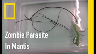 body controlling quotZOMBIE PARASITEquot in Mantis [upl. by Henriques166]