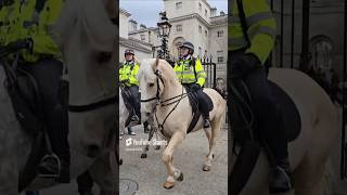 Cream coloured horse metpolice [upl. by Oicnedif]