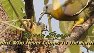 Green Pigeon  Some Wonderful Facts [upl. by Aniar]